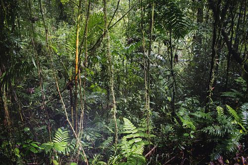 Ponts suspendus d’Arenal – Parc Mistico