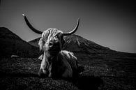 Schotse Hooglander in zwart-wit van Niels Eric Fotografie thumbnail