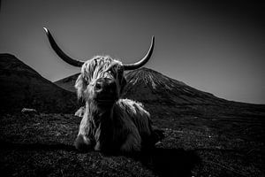 Le Highlander écossais en noir et blanc sur Niels Eric Fotografie