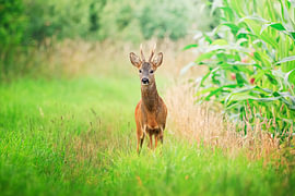 A roebuck in a summer meadow by Niklas Voth