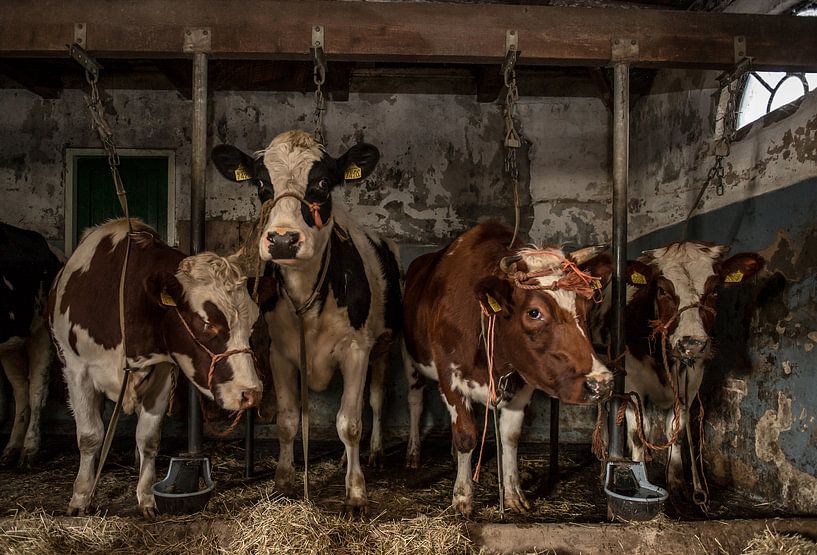 Kühe im alten Kuhstall von Inge Jansen
