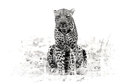 leopard