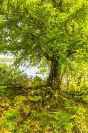 Killarney National park (Ireland) by Marcel Kerdijk