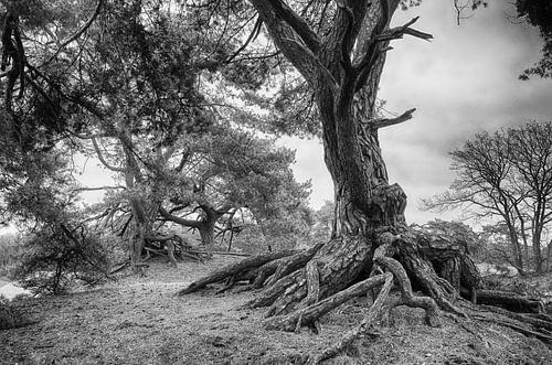 Natuurgebied Soester Duinen Soest zwartwit