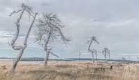 Arbres dansant dans un champ ouvert