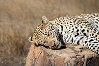 Luipaard | Zuid-Afrika | Krugerpark