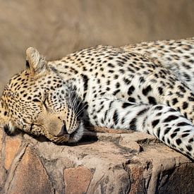 Luipaard | Zuid-Afrika | Krugerpark van Claudia van Kuijk