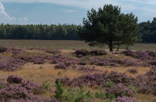 Heide landschap bij Planken Wambuis op de Veluwe 02