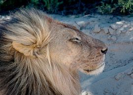Koning der wildernis by Herry Vos