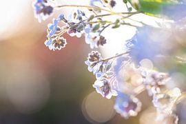 Don't forget me plant by mandy vd Weerd