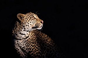 Porträt eines Leoparden (Panthera pardus) vor schwarzem Hintergrund