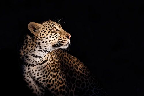 Portrait de léopard (Panthera pardus) sur fond noir