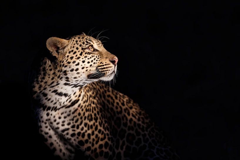 Portrait de léopard (Panthera pardus) sur fond noir par Nature in Stock