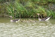 De Familie Gans. par Bas Smit Aperçu