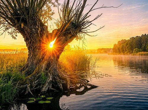 Een Pollard-wilg bij zonsopgang aan een mistige rivier