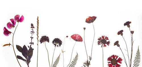 Field flowers dried purple red