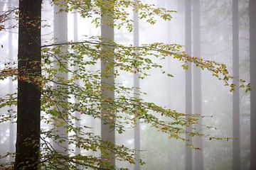 Herbst im Wald van Jana Behr