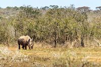 Rhinoceros on the hunt