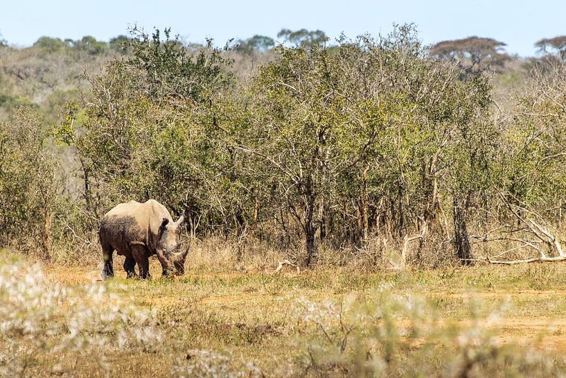 Rhinozeros auf der Jagd von Photo By Nelis