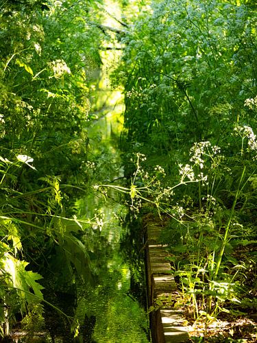 Fluitenkruid langs de beek