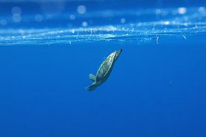 Karetschildpad duiken van Tilo Grellmann