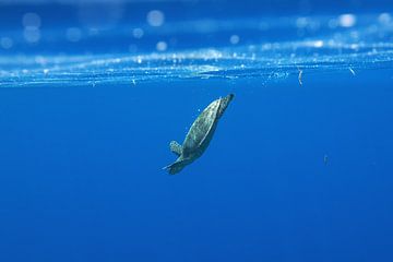 Hawksbill turtle diving by Tilo Grellmann