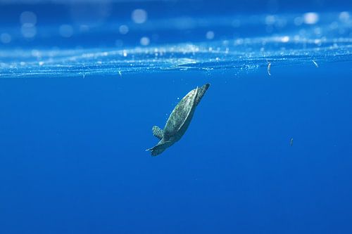 Karettschildkröte beim abtauchen