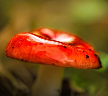 Roter Pilz. von Trudiefotografie