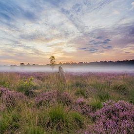 "Nebliger Morgen in Drunense Duinen" von Tonny Verhulst