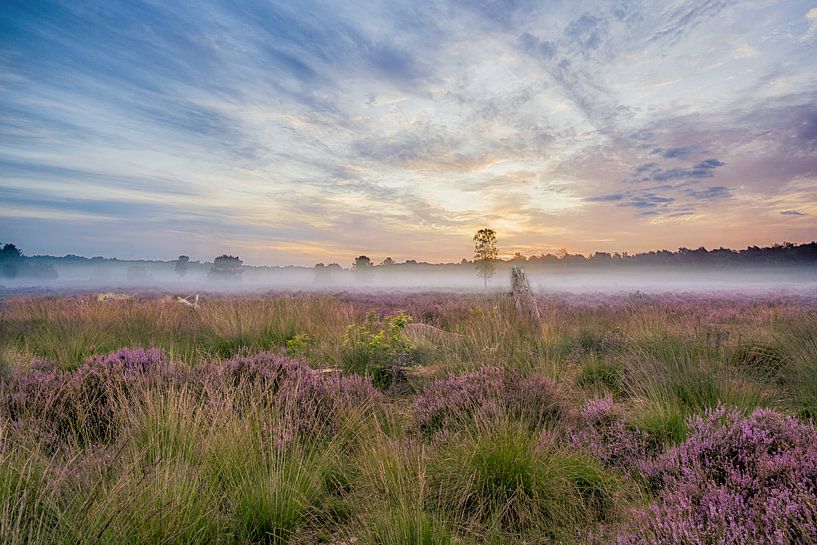 Matin brumeux à Drunense Duinen&amp;quot ; par Tonny Verhulst