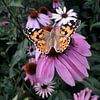 Vlinder aan de muur (distelvinder) van Esther Wagensveld