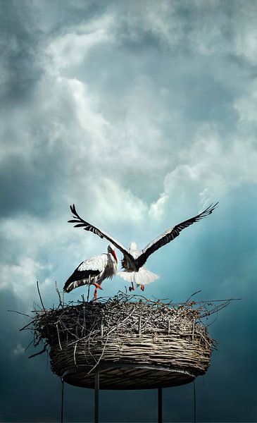Storks in nest against dramatic background by Chi