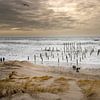 Mer et plage sauvages au village de palmiers de Petten sur Marianne van der Zee