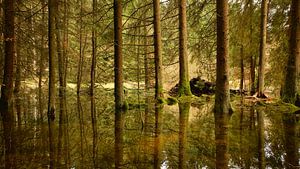Reflection