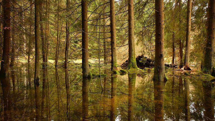 Reflection by Saranda in 't Veld Fotografie