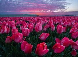 Roze tulpen, roze zonsopkomst. van Corné Ouwehand