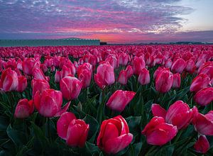 Rosa Tulpen, rosa Sonnenaufgänge. von Corné Ouwehand