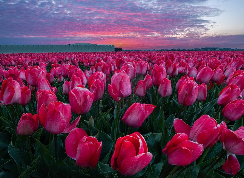 Pink tulips, pink sunrises. by Corné Ouwehand