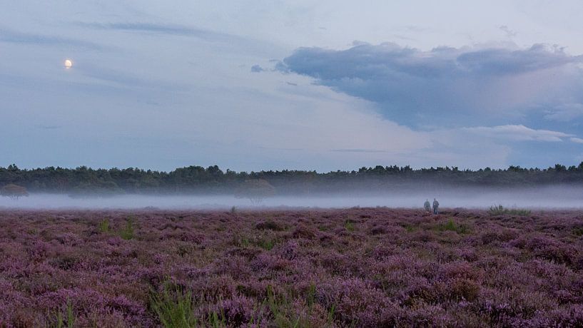 Bodennebel in den Mooren von Peter Veerman
