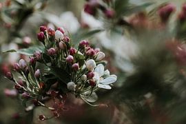 Aufgehende Blüte im Frühling | Ede, Niederlande