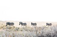Zebras auf dem Vormarsch von Gerard van Roekel Miniaturansicht