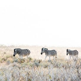 Zebra's op pad van Gerard van Roekel