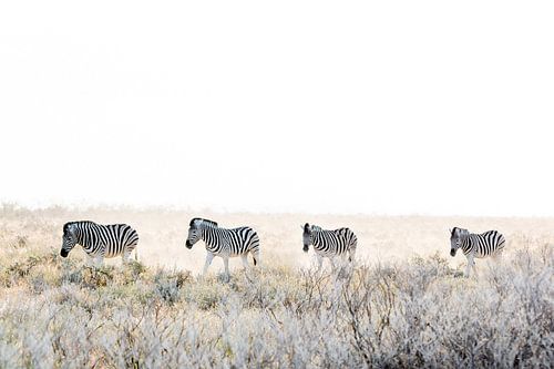 Zebras on the move by Gerard van Roekel