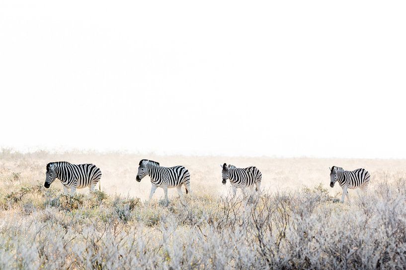 Zebra's op pad van Gerard van Roekel