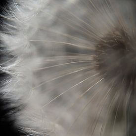 Macro Close-Up of Dandelion Seeds with Soft Light on Dark Background by Doris van Meggelen