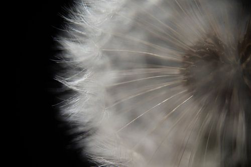 Makro-Nahaufnahme von Löwenzahnsamen mit sanftem Licht vor dunklem Hintergrund