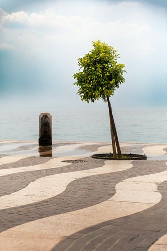 Baum auf der Promenade am Gardasee