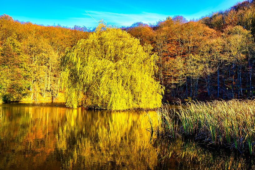 Arbres d'automne colorés se reflétant sur le lac Schlossteich à Grillenb par Andreas Völkel