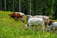Koeien in de zomer op de alp van chamois huntress thumbnail