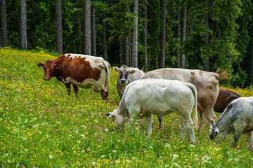 Koeien in de zomer op de alp van chamois huntress